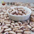 Light Speckled Kidney beans (LSKB) Pinto beans/Sugar beans 2016 crop